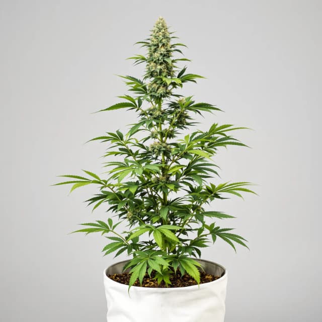 Misty Kush cannabis seeds packaging, Royal King Seeds USA