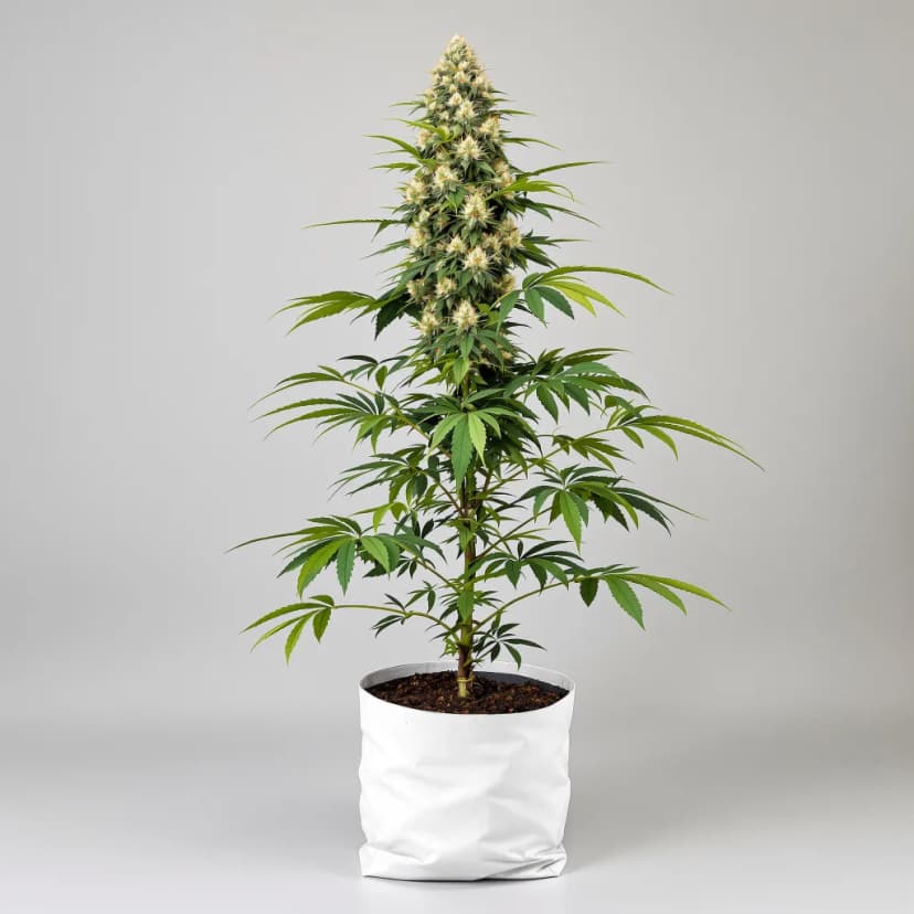 MK Ultra feminized cannabis plant