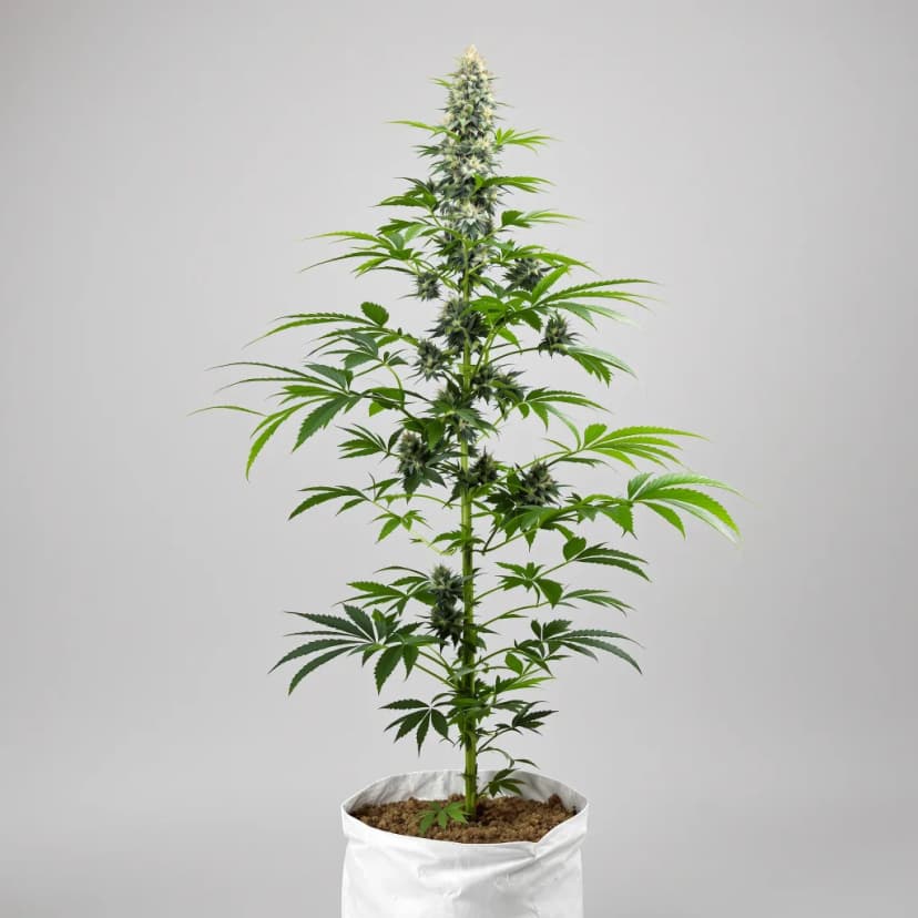 Mob Boss autoflower cannabis plant