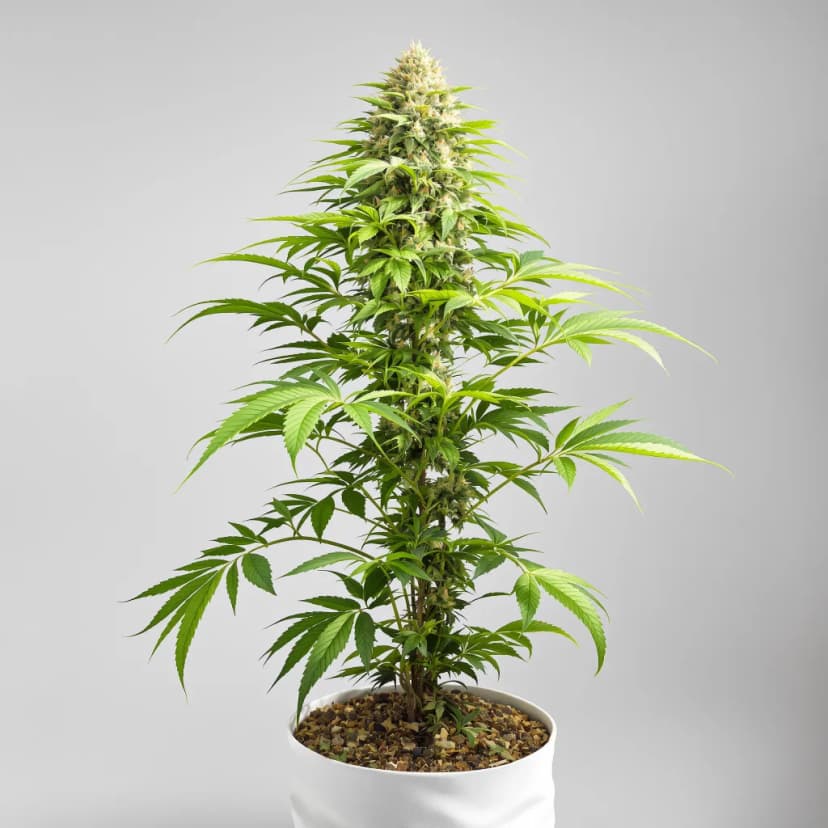 Mob Boss feminized cannabis plant