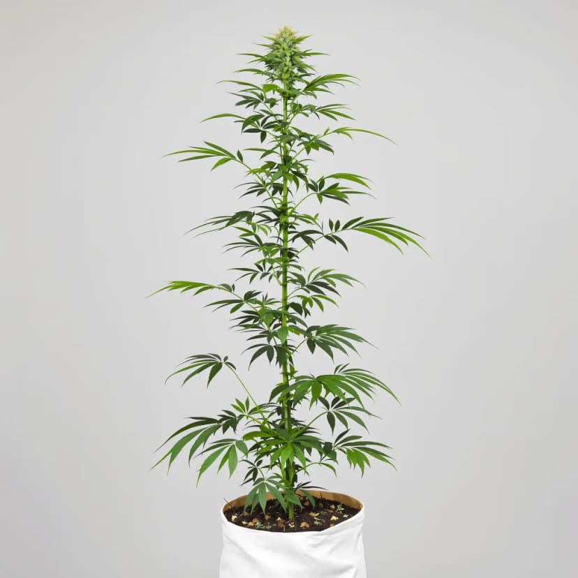 Moby Dick feminized cannabis plant