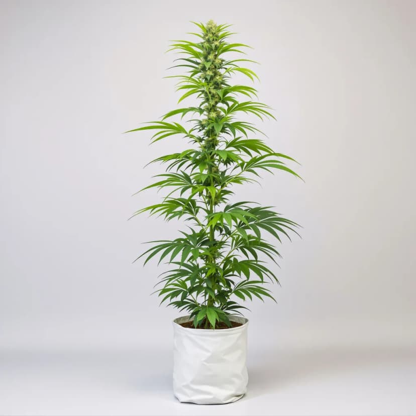 Moonshine Haze feminized cannabis plant