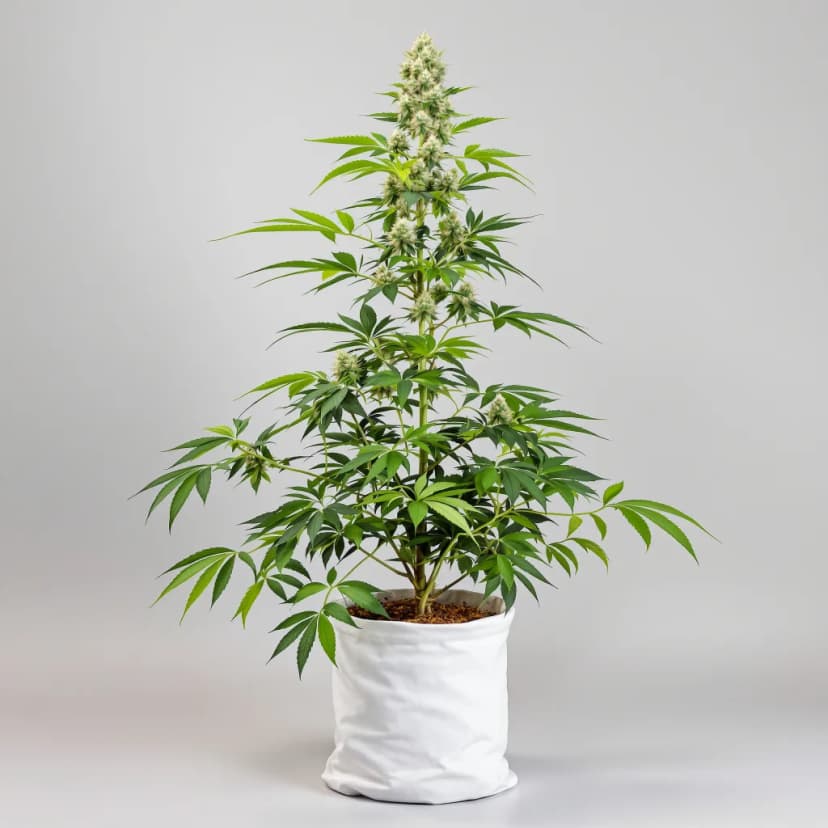Morning Glory feminized cannabis plant
