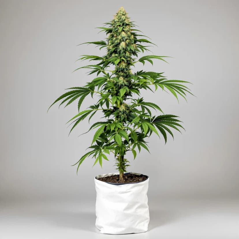 Motavation autoflower cannabis plant
