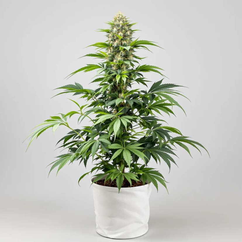 Motavation feminized cannabis plant