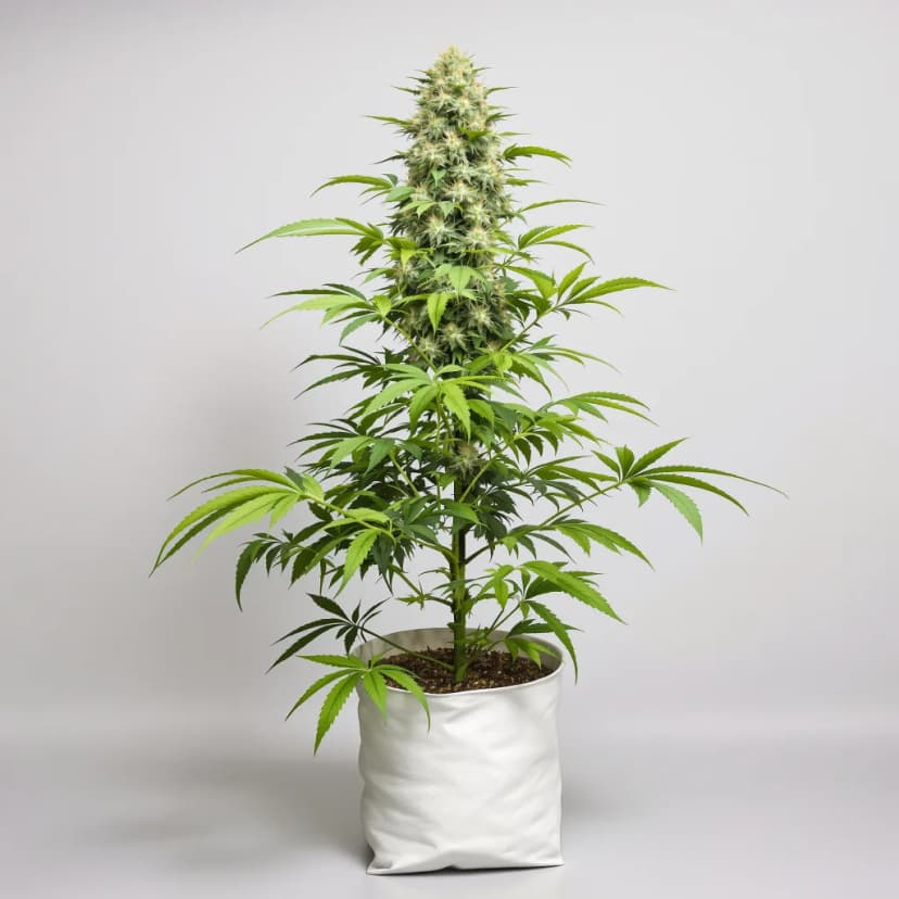 Mother’s Helper feminized cannabis plant