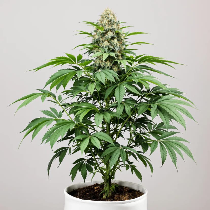 Mr. Nice feminized cannabis plant