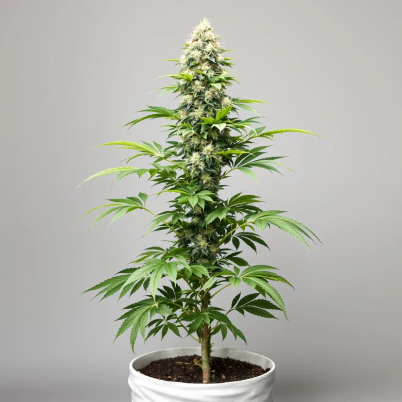 Ms. Universe feminized cannabis plant