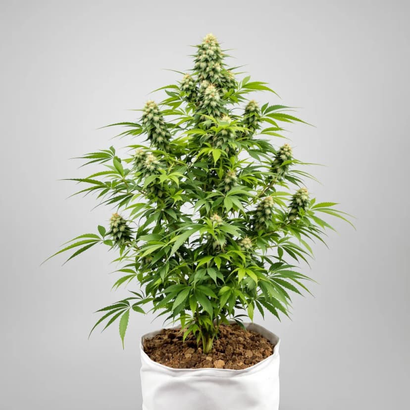 Mt. Rainier feminized cannabis plant
