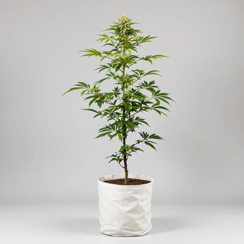 Nebula autoflower cannabis plant