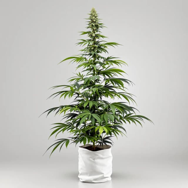 Neptune Kush cannabis seeds packaging, Royal King Seeds USA