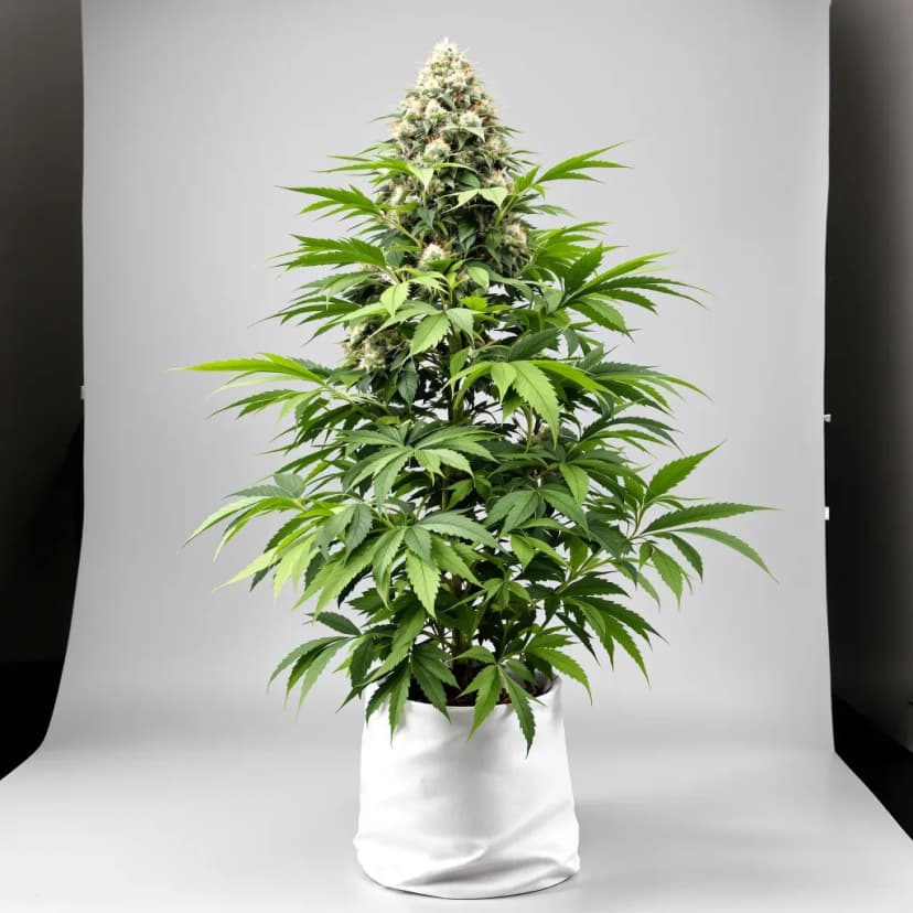 Neptune OG feminized cannabis plant