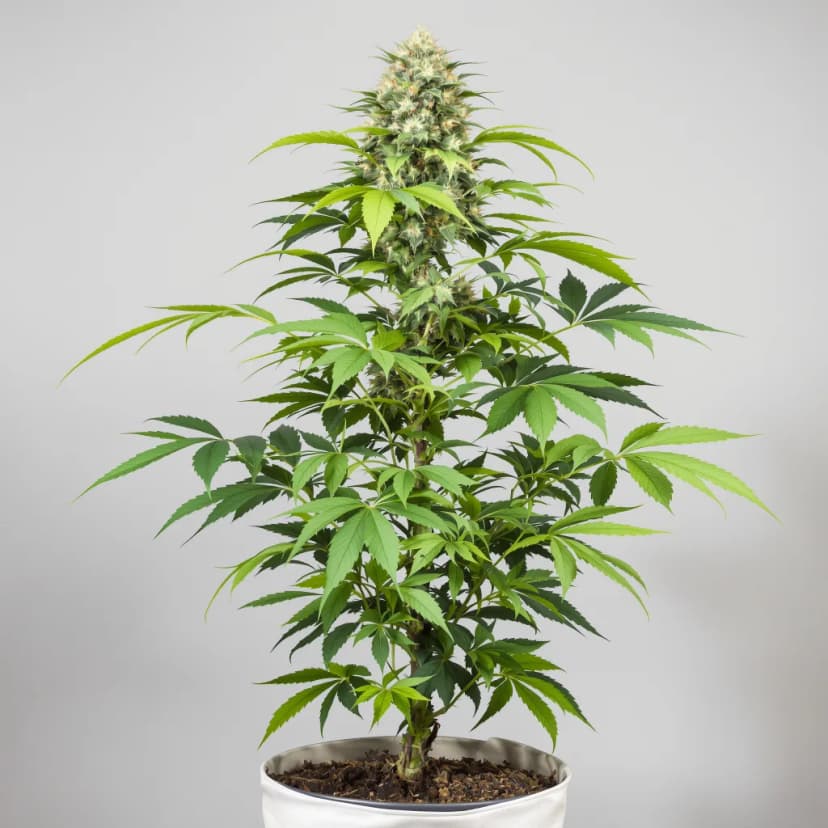 Nice Cherry feminized cannabis plant