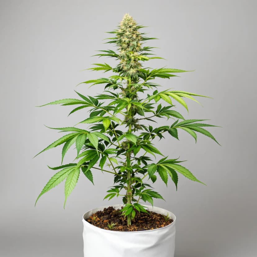 Night Train autoflower cannabis plant