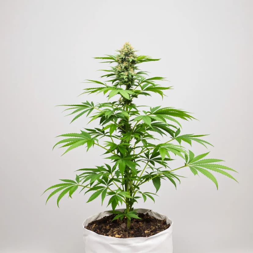 Nordle CBD feminized cannabis plant