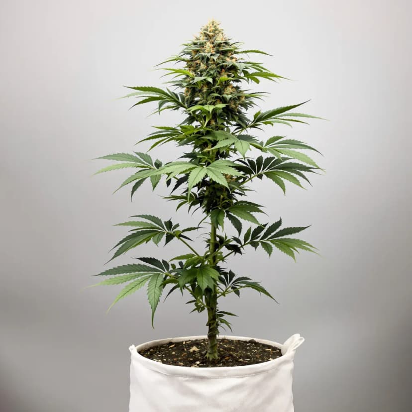 North American feminized cannabis plant