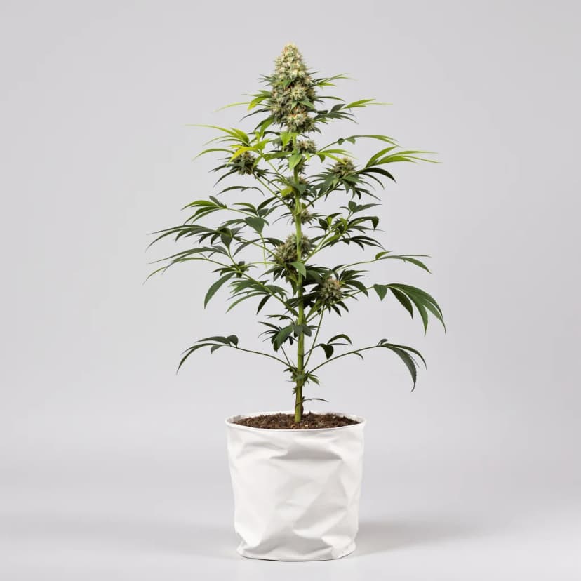 Northern Berry feminized cannabis plant