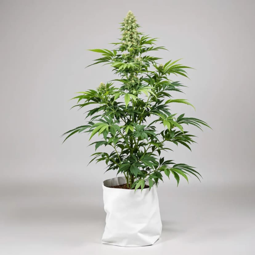 Northern Lights x Skunk feminized cannabis plant