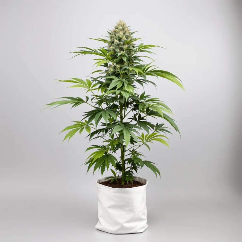 Nutter feminized cannabis plant