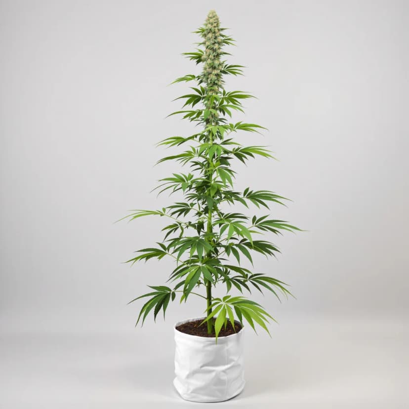 NY-47 feminized cannabis plant