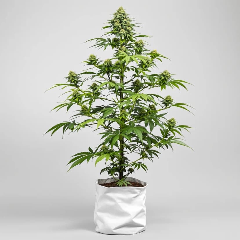 NYC Diesel autoflower cannabis plant