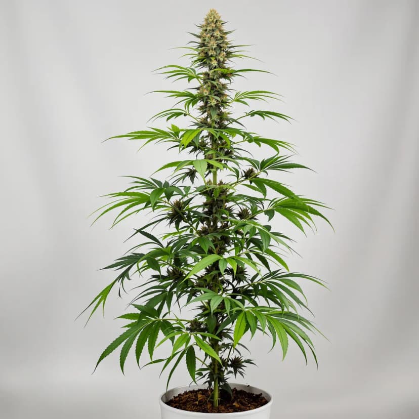 NYC Sour Diesel autoflower cannabis plant