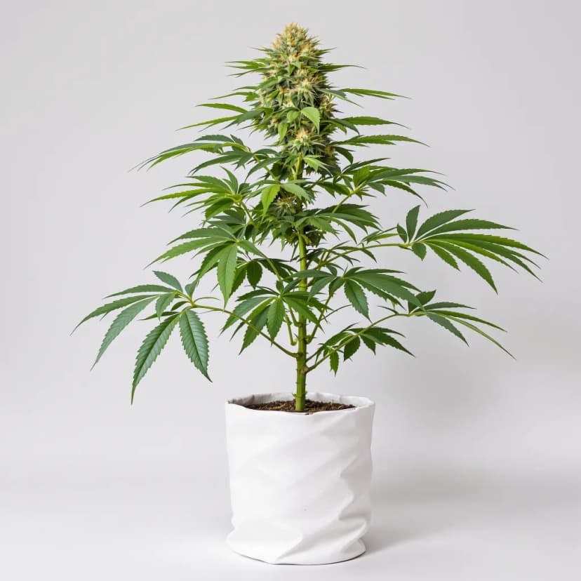 Obama Kush autoflower cannabis plant