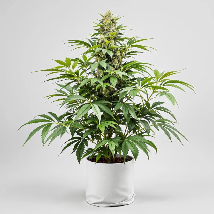 Obama Kush feminized cannabis plant