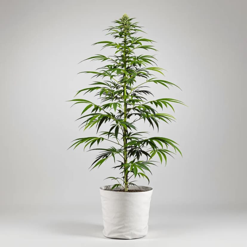 OG #18 feminized cannabis plant