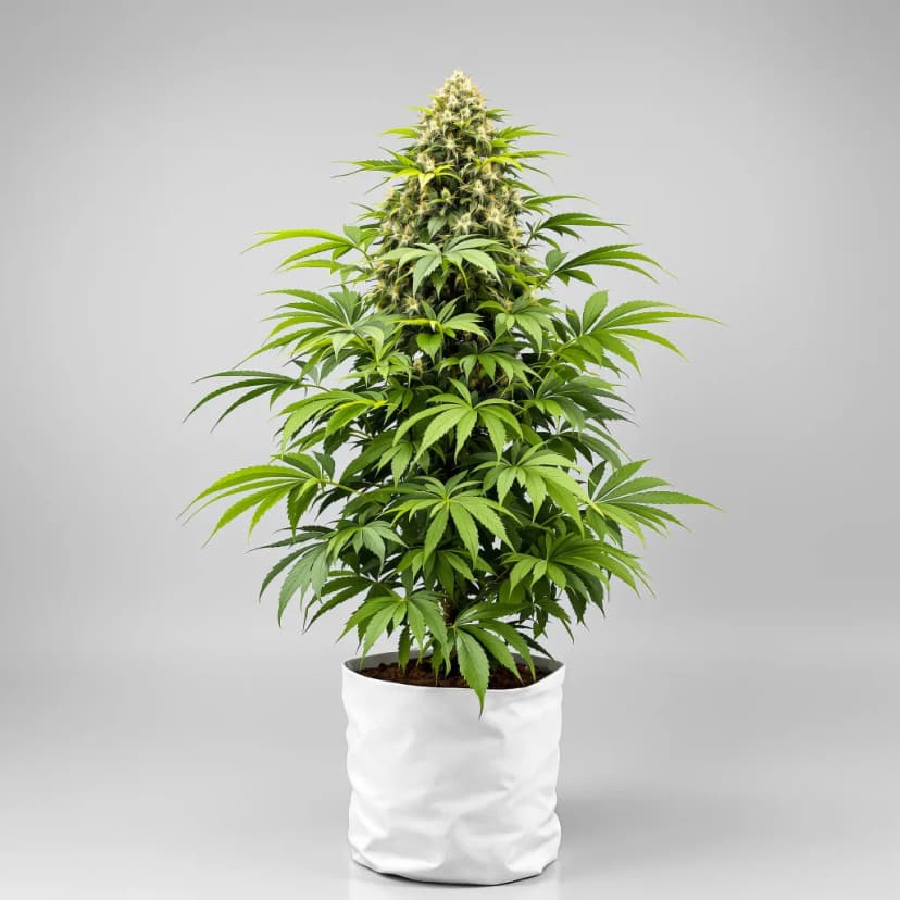 OG Cheese feminized cannabis plant