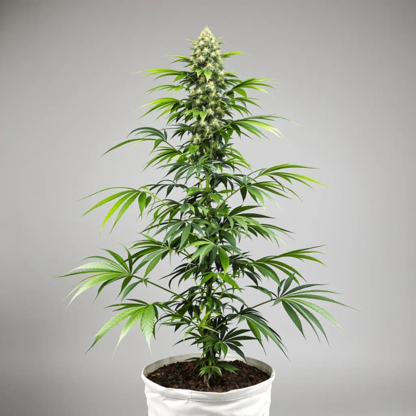 OG Chem feminized cannabis plant