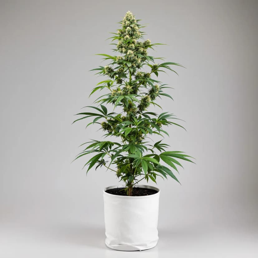 OG Diesel Kush autoflower cannabis plant
