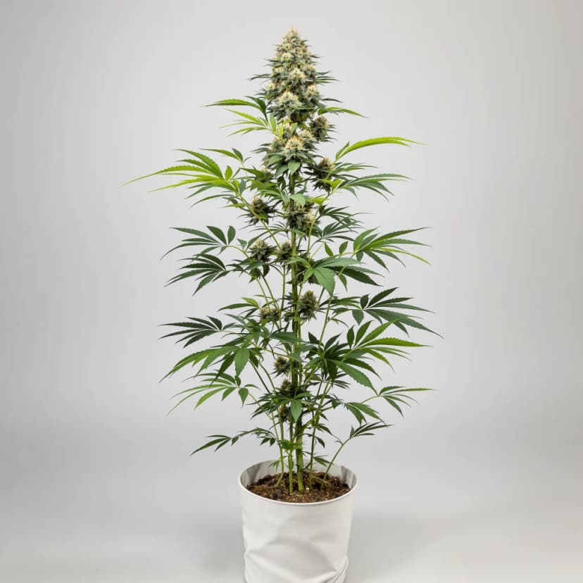 OG Diesel Kush feminized cannabis plant
