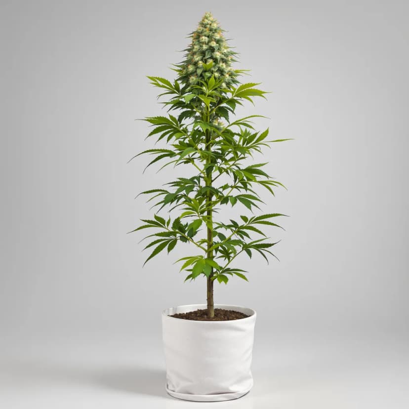 OG Kush autoflower cannabis plant