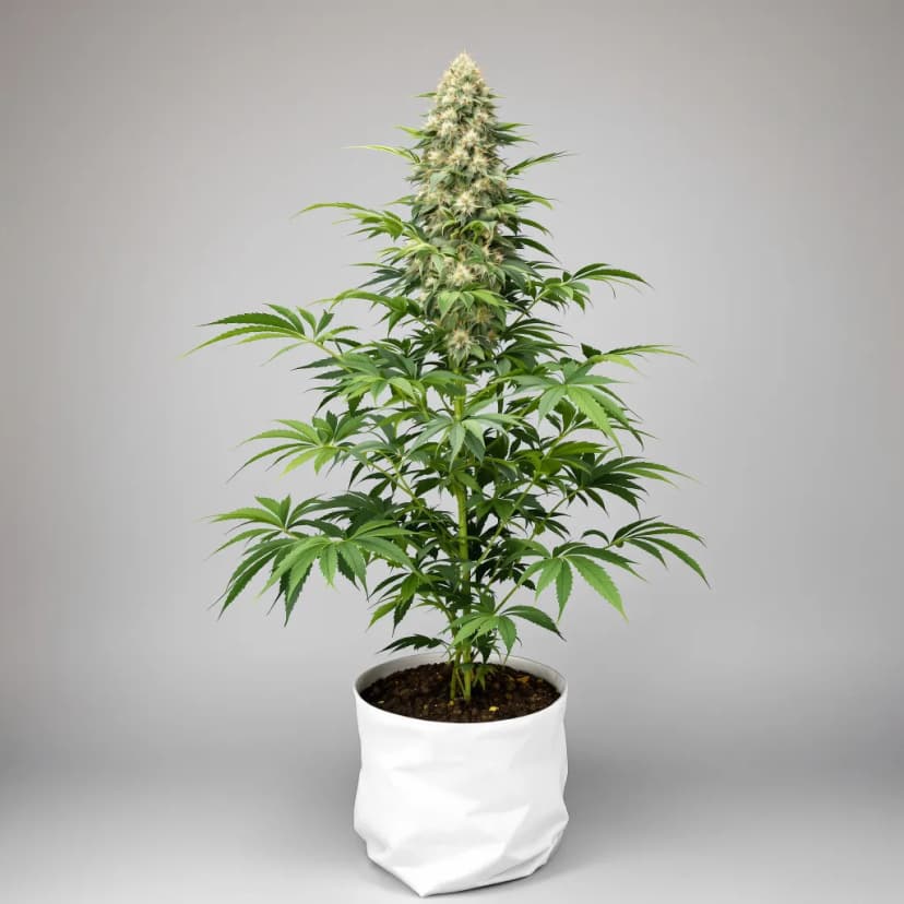 OG Kush feminized cannabis plant