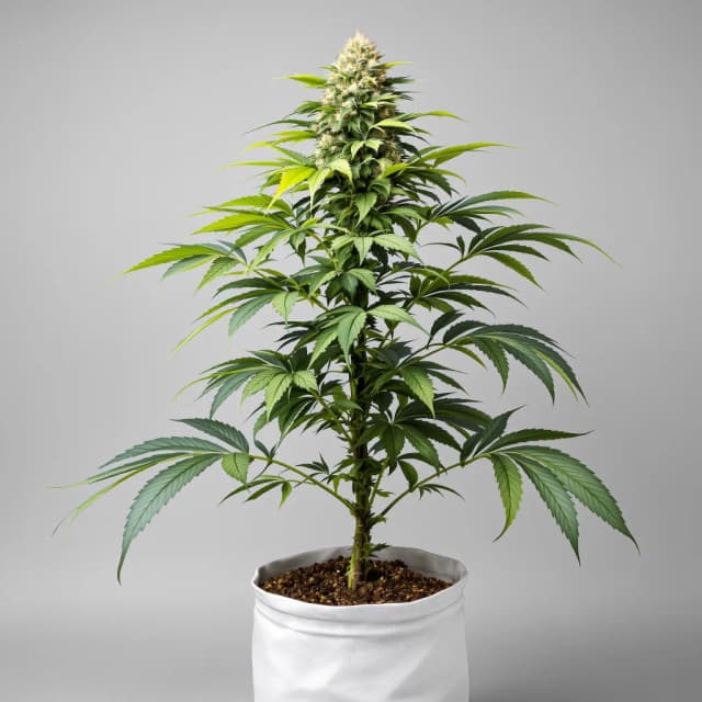 OG LA Affie feminized cannabis plant