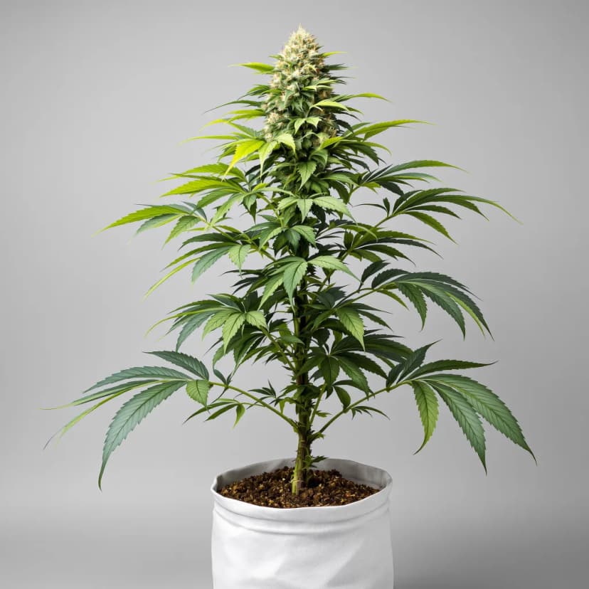 OG LA Affie feminized cannabis plant