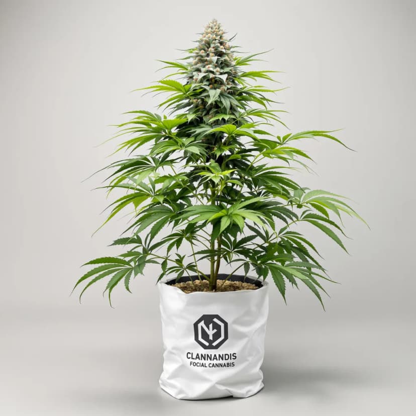 OG's Pearl autoflower cannabis plant