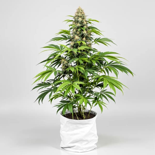Ogre Berry cannabis seeds packaging, Royal King Seeds USA