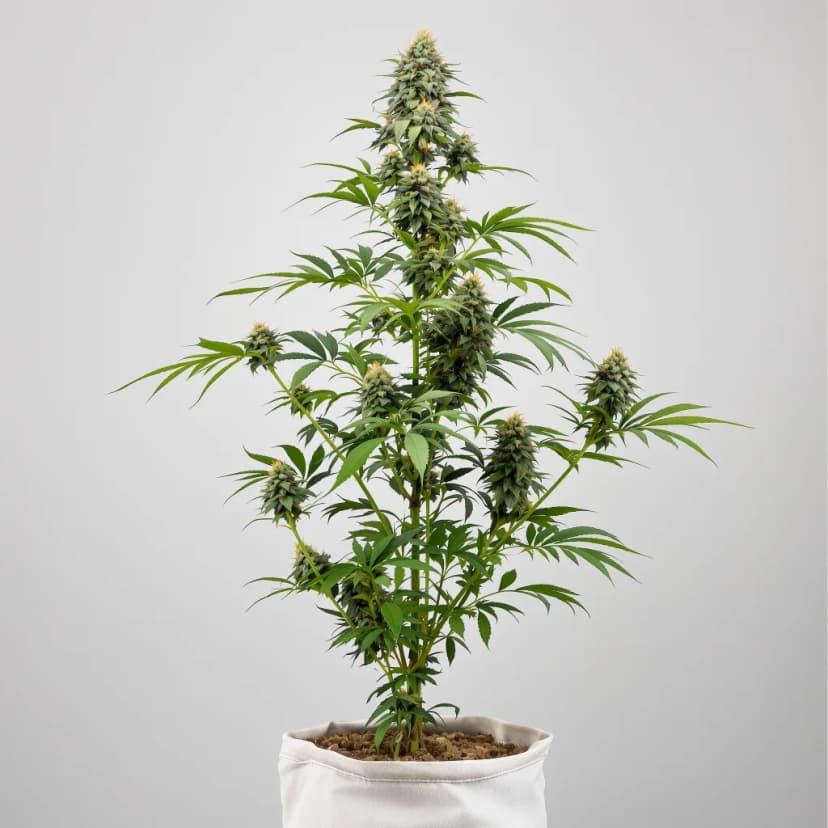 Ogre feminized cannabis plant