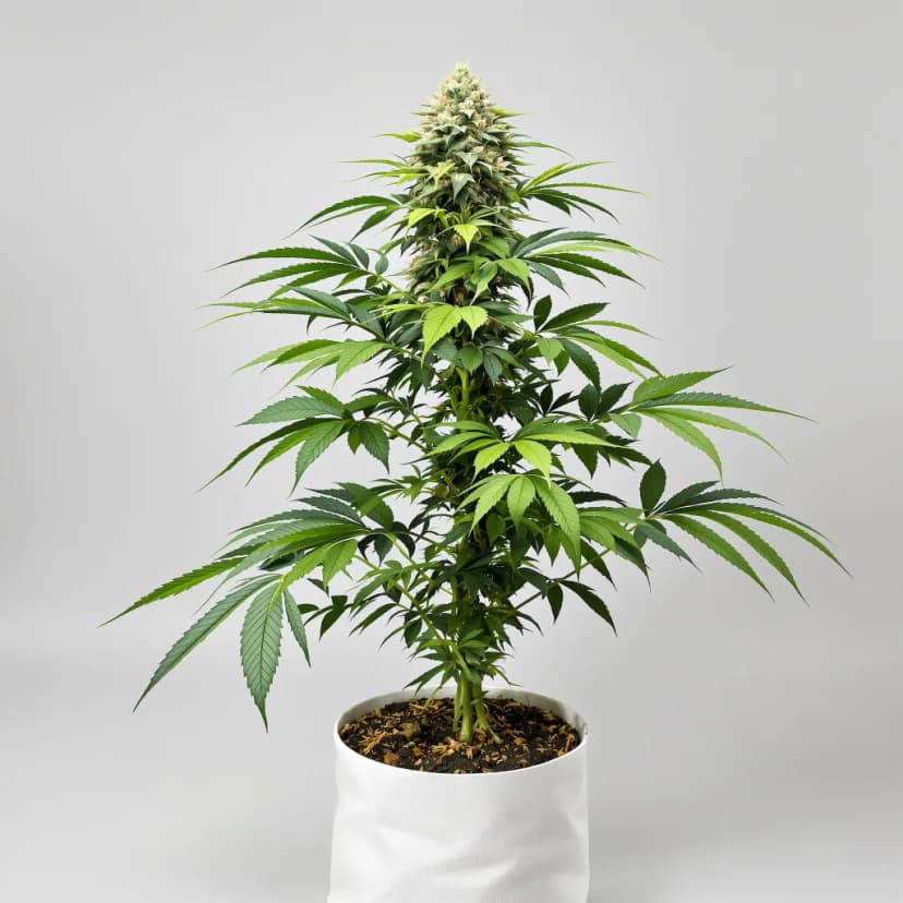 Old School OG autoflower cannabis plant