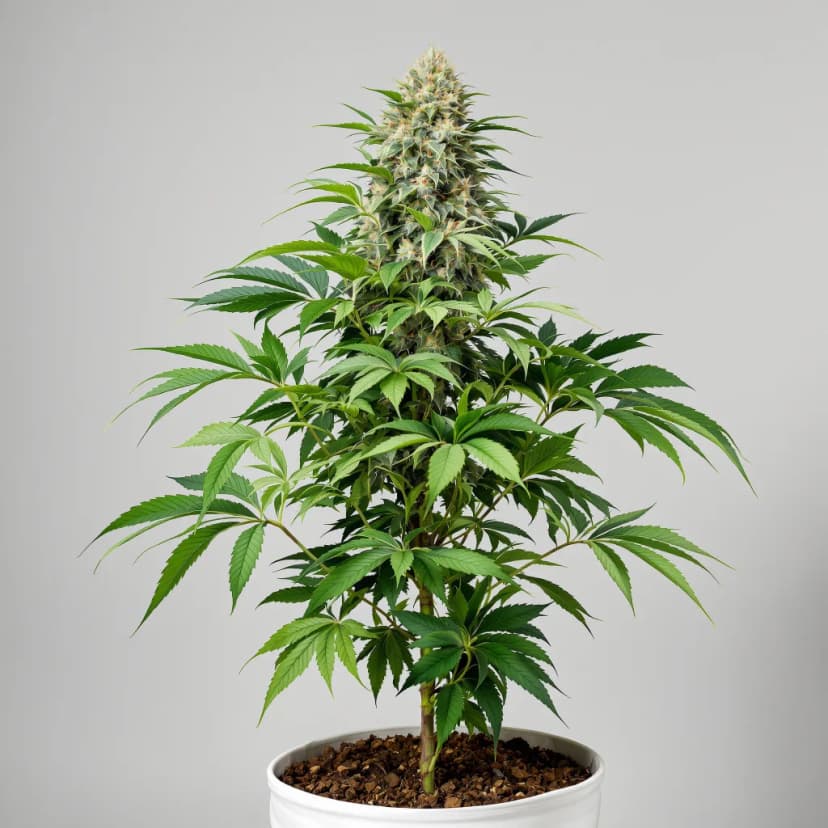 Old School OG feminized cannabis plant