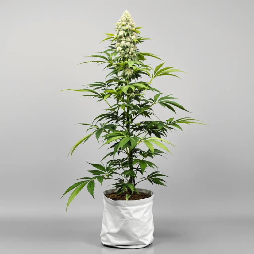 Opium feminized cannabis plant