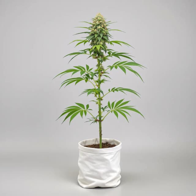 Orange Bud cannabis seeds packaging, Royal King Seeds USA