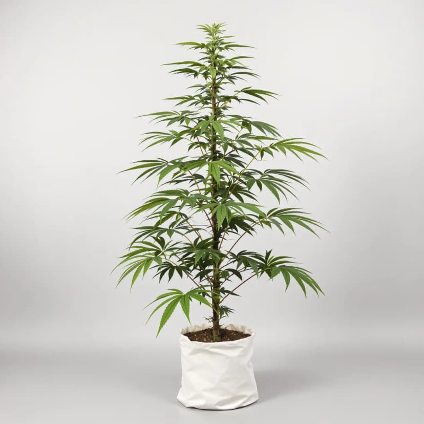 Orange Crush feminized cannabis plant