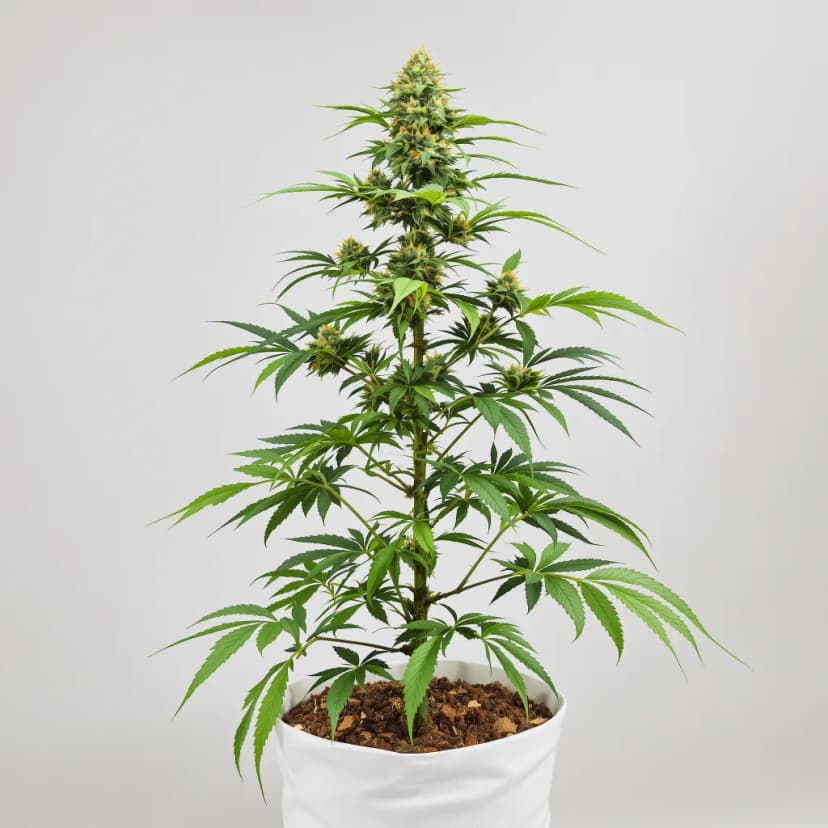 Orange Haze feminized cannabis plant