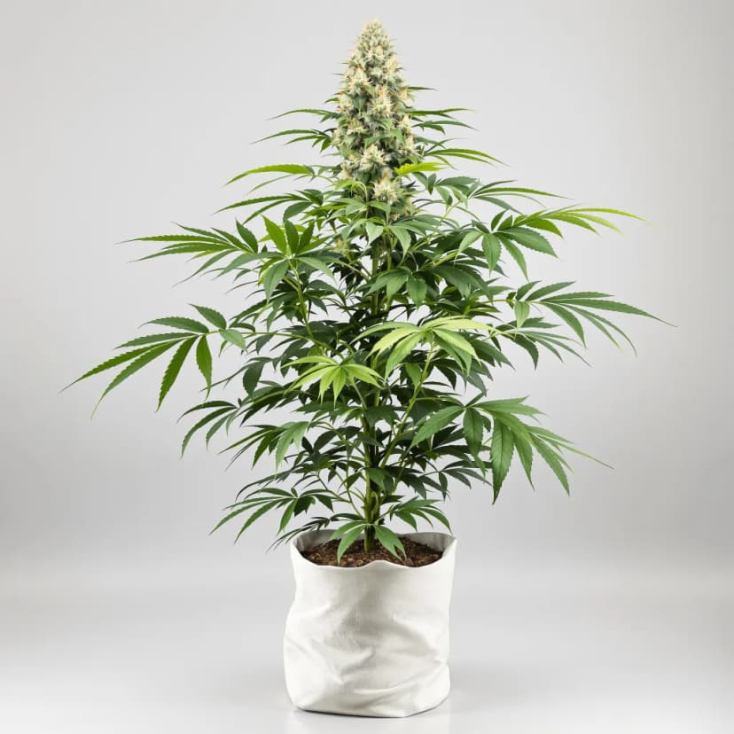 Orange Kush Cake feminized cannabis plant