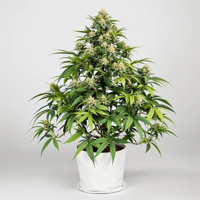 Oregon Peach feminized cannabis plant