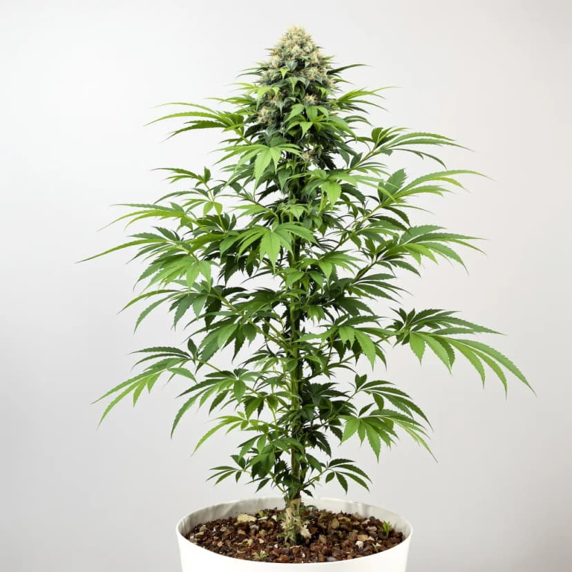 Original Glue feminized cannabis plant