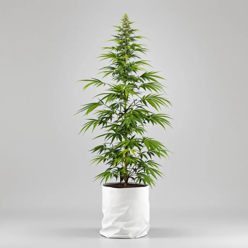 Original Lemon Pie feminized cannabis plant